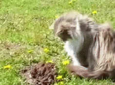 1405335725_510414076.gif
