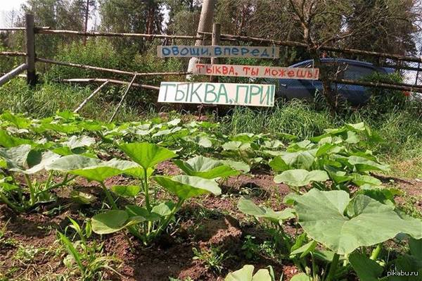 Без пестицидов   огород, мотивация, урожай