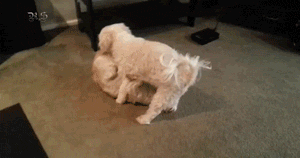 1407227349_1873931725.gif