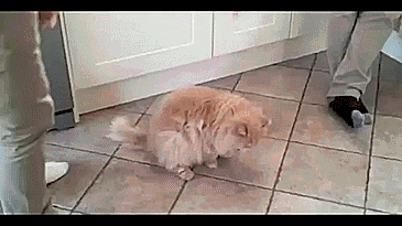 1407497047_1735880183.gif