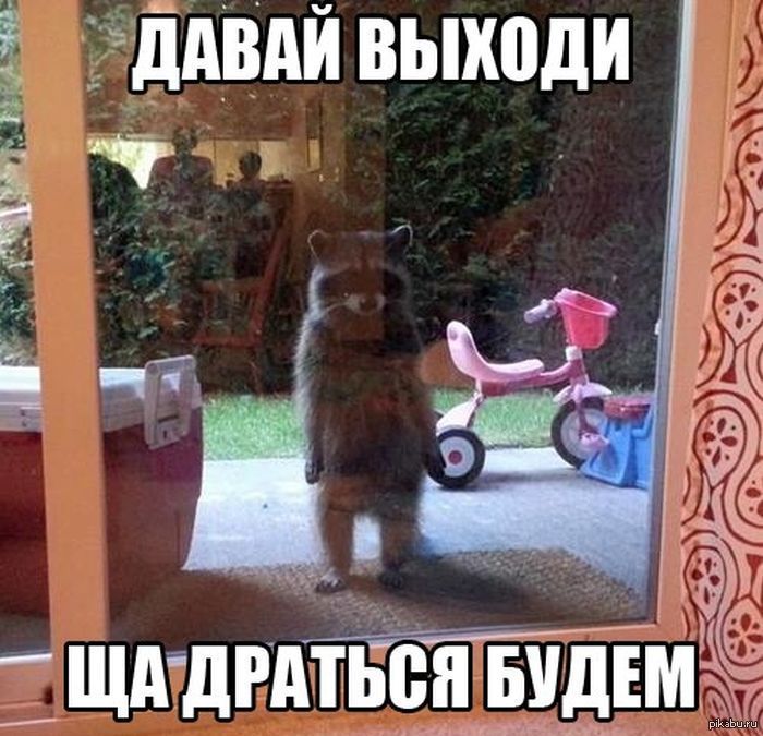 Картинки по запросу енот прикольные картинки