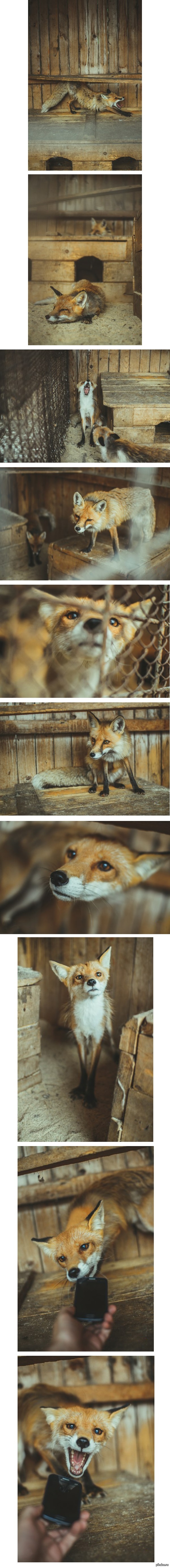 Лисий пост лисы, fox, длиннопост